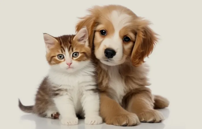 Between the Paws - Pet Care